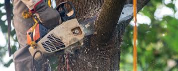 Best Tree Cabling and Bracing  in Shasta, CA