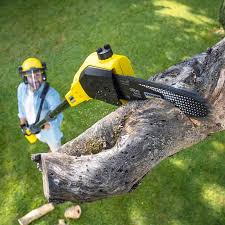 Shasta, CA Tree Care Company