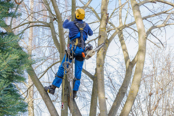 How Our Tree Care Process Works  in  Shasta, CA