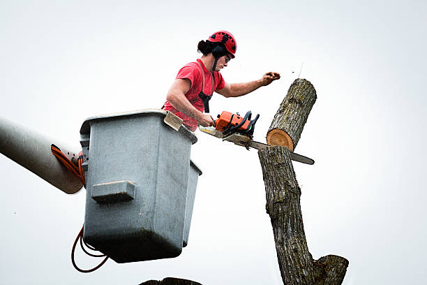 Best Storm Damage Tree Cleanup  in Shasta, CA