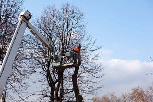 Best Utility Line Clearance  in Shasta, CA